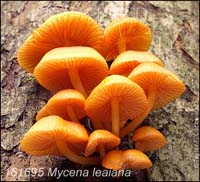 Mycena_leaiana-d