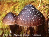 Mycena_nargan