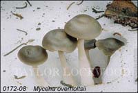 Mycena_overholtsii