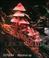 Mycena_sp-b