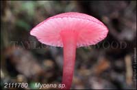 Mycena_sp-d