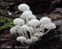 Mycena_sp-e