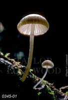 Mycena_sp