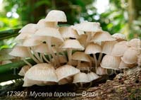 Mycena_tapeina