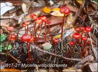 Mycena_viscidocruenta-b