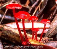 Mycena_viscidocruenta