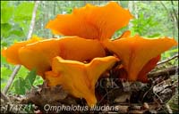 Omphalotus_illudens-c