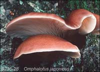 Omphalotus_japonicus