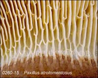 Paxillus_atrotomentosus