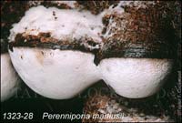 Perenniporia_martiusii