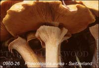 Phaeolepiota_aurea