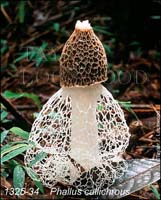 Phallus_callichrous-b