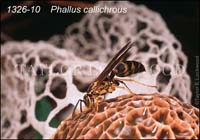 Phallus_callichrous-c