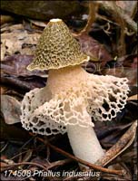 Phallus_indusiatus