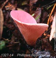 Phillipsia_domingensis-b