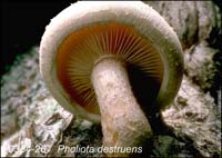 Pholiota_destruens-b