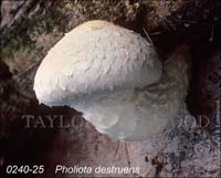 Pholiota_destruens