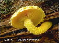 Pholiota_flammans