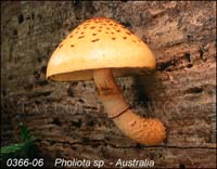 Pholiota_sp