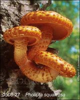 Pholiota_squarrosa-b