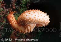 Pholiota_squarrosa