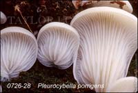 Pleurocybella_porrigens-c