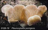 Pleurocybella_porrigens