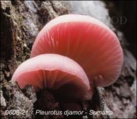 Pleurotus_djamor