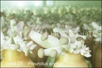 Pleurotus_eryngii