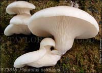 Pleurotus_ostreatus-d