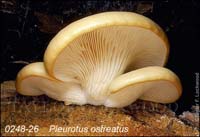 Pleurotus_ostreatus