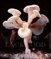 Pleurotus_sp