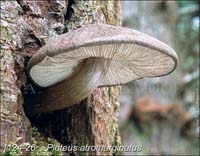 Pluteus_atromarginatus