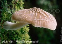 Pluteus_thomsonii