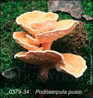 Podoserpula_pusio