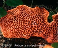 Polyporus_curitpes