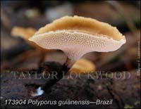 Polyporus_guianensis