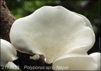 Polyporus_sp