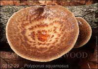 Polyporus_squamosus-b