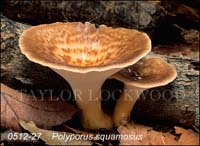Polyporus_squamosus