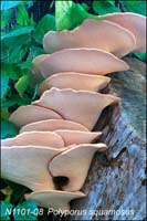 Polyporus_squamosus_neg