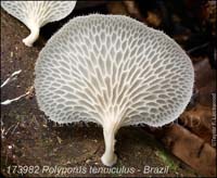 Polyporus_tenuiculus-d