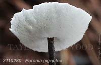 Poronia_gigantea