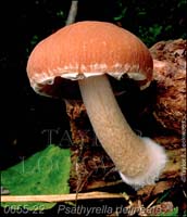 Psathyrella_delineata