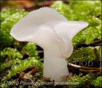 Pseudohydnum_gelatinosum-e