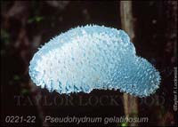 Pseudohydnum_gelatinosum