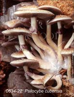 Psilocybe_cubensis-b