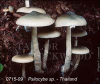 Psilocybe_sp