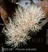 Pterula_subulata