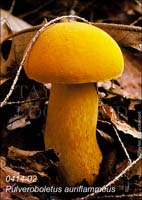 Pulveroboletus_auri